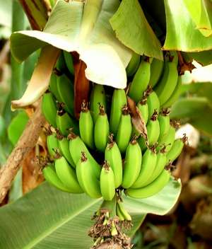 Image Credit: Enzik
Rights: Creative Commons Share Alike Unported 3.0
Source: http://commons.wikimedia.org/wiki/File:Bananas_-_Morocco.jpg Afbeelding contactpersoon