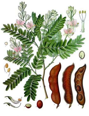 Image Credit: Franz Eugen Köhler, Köhler's Medizinal-Pflanzen
Rights: Public Domain
Source:http://commons.wikimedia.org/wiki/File:Koeh-134.jpg Afbeelding contactpersoon